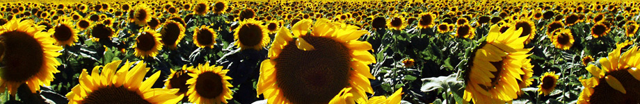 die konsumkinder Rotating Header Image