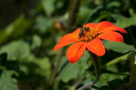 botanischer-garten_3