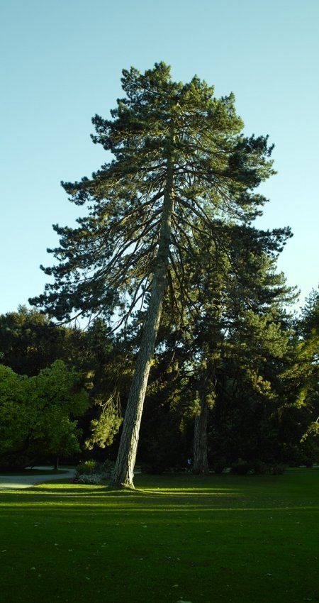 baum-hofgarten
